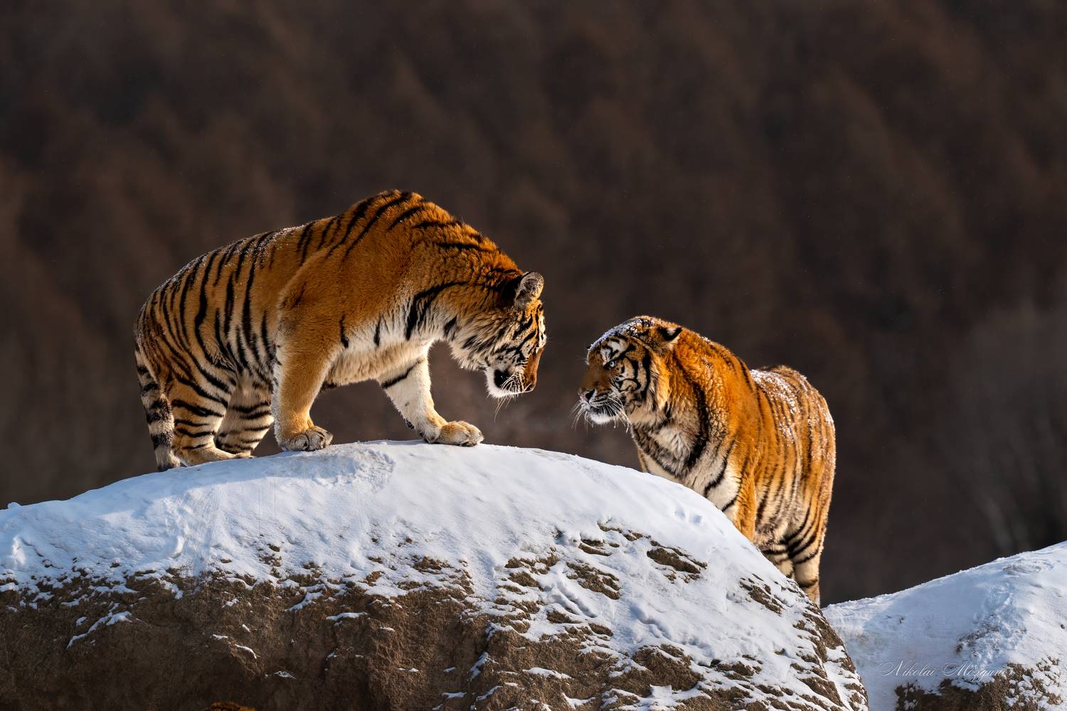 , Николай Мозгунов