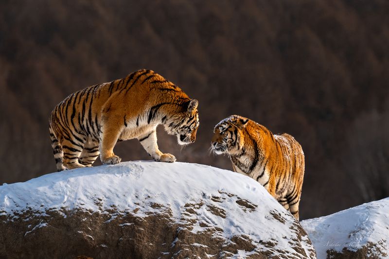 Кто первый моргнет...photo preview