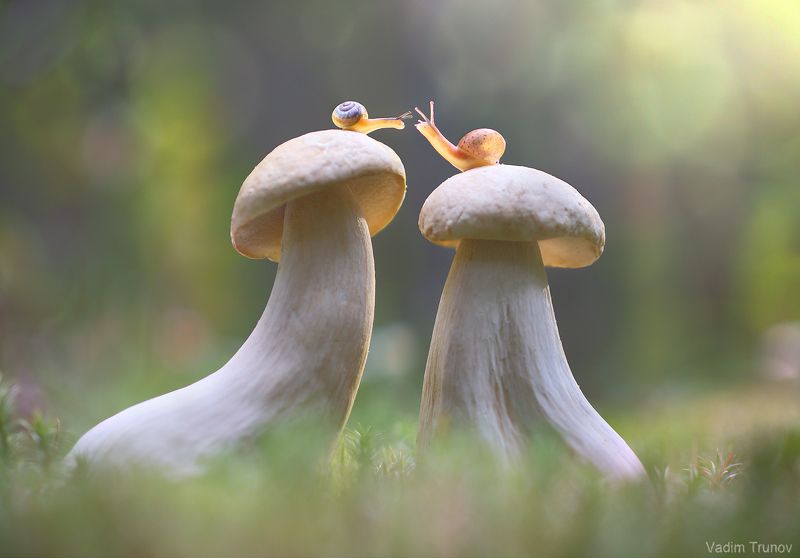 улитка, snail, гриб Свидание на крыше фото превью