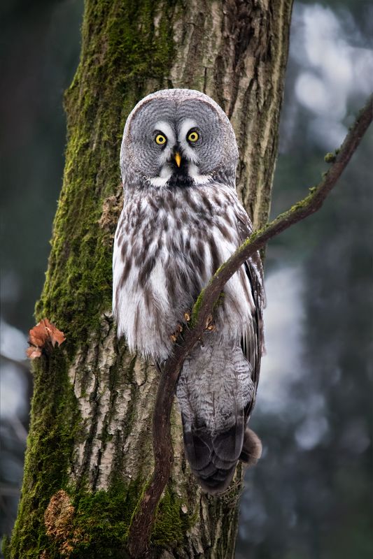 Бородатая неясытьphoto preview