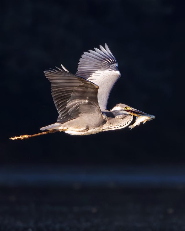 серая цапля, цапля, птицы, фото птиц, птицы Серая цапля. (Ardea cinerea)photo preview