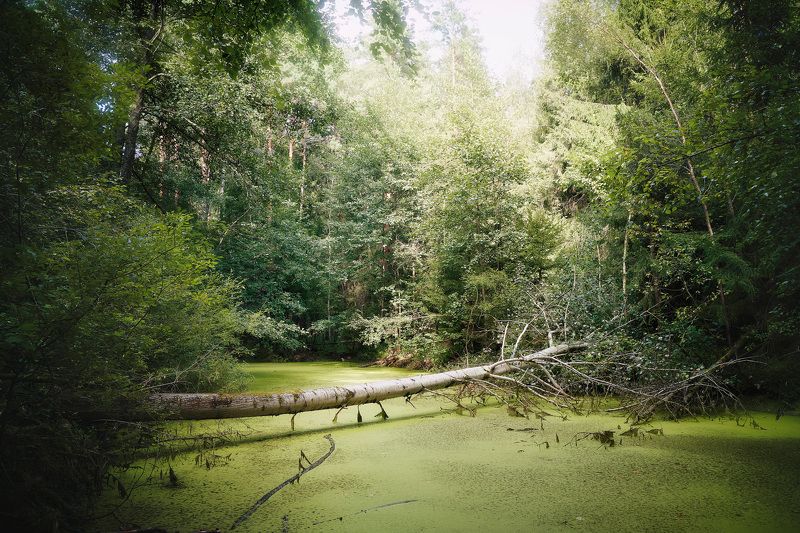 лес, листва, зелень, лето В летнем лесуphoto preview