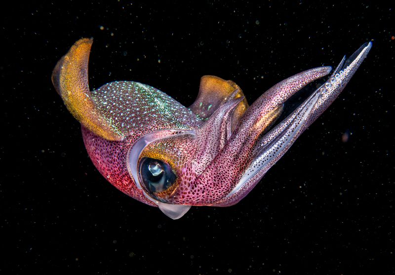 Bonfire dive photo preview