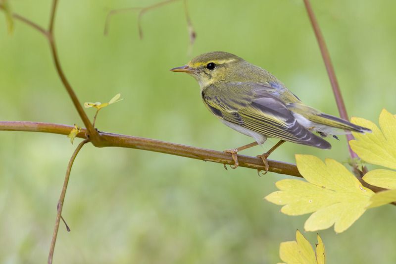 птицы, подмосковье ***photo preview