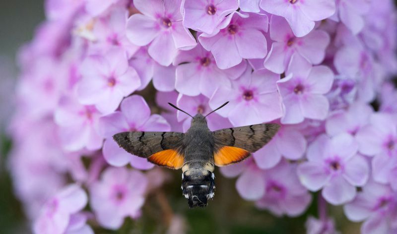 бражник, хоботник, языкан, бабочки, hornworm, macroglossum, moth Хоботник (языкан обыкновенный)photo preview