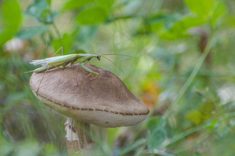 богомол, подберёзовик Охотник до подберёзовиковphoto preview