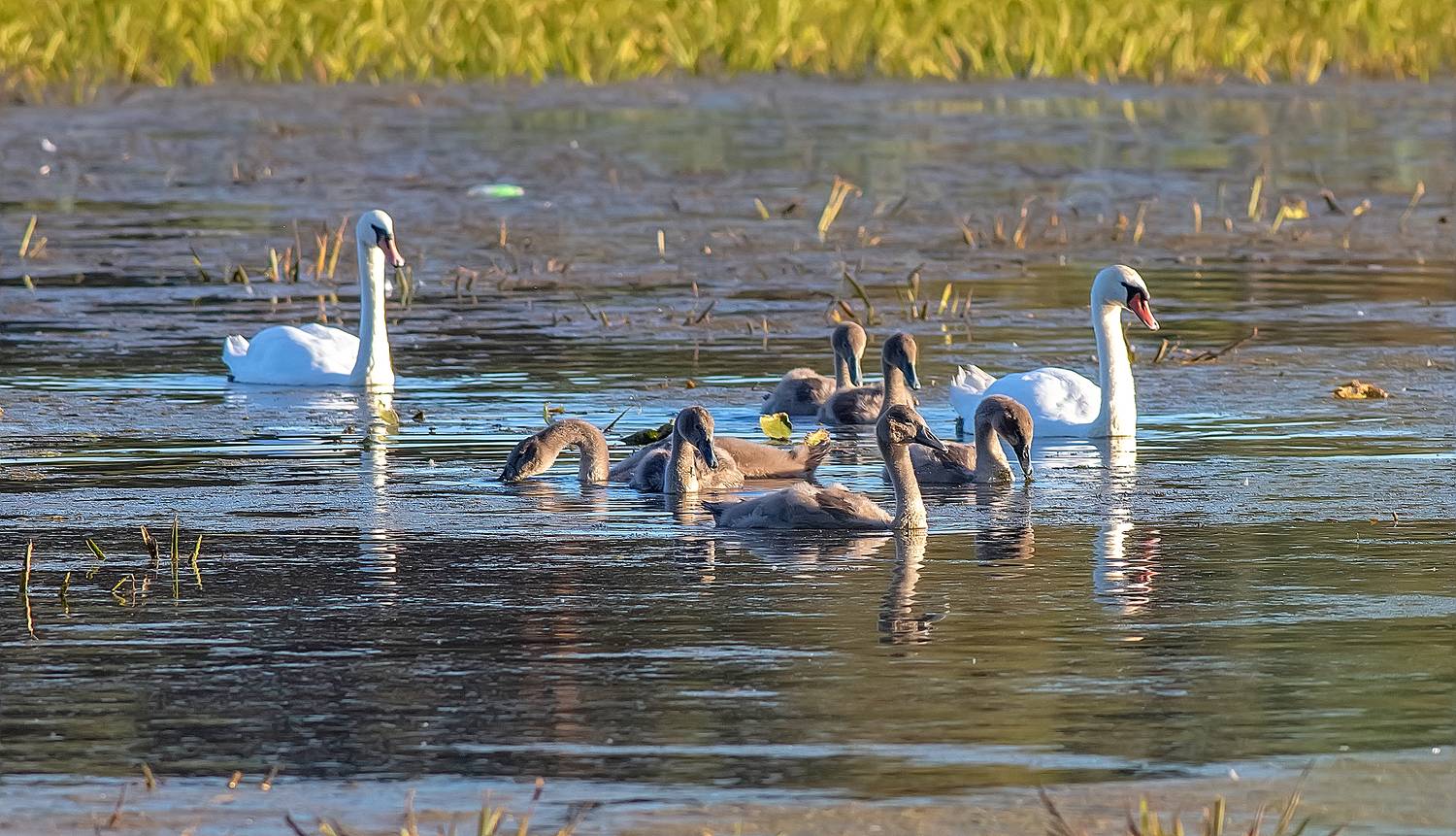Тёплый осенний вечер. Семья.. Автор: Широких Александр птицы, семья пернатых, лебеди, лесное озеро, Широких Александр