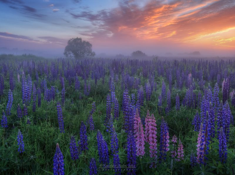 ... рассвет на люпиновом поле ...photo preview