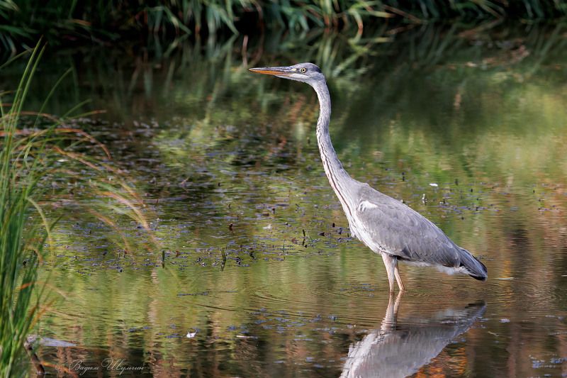 цапля Серая цапляphoto preview