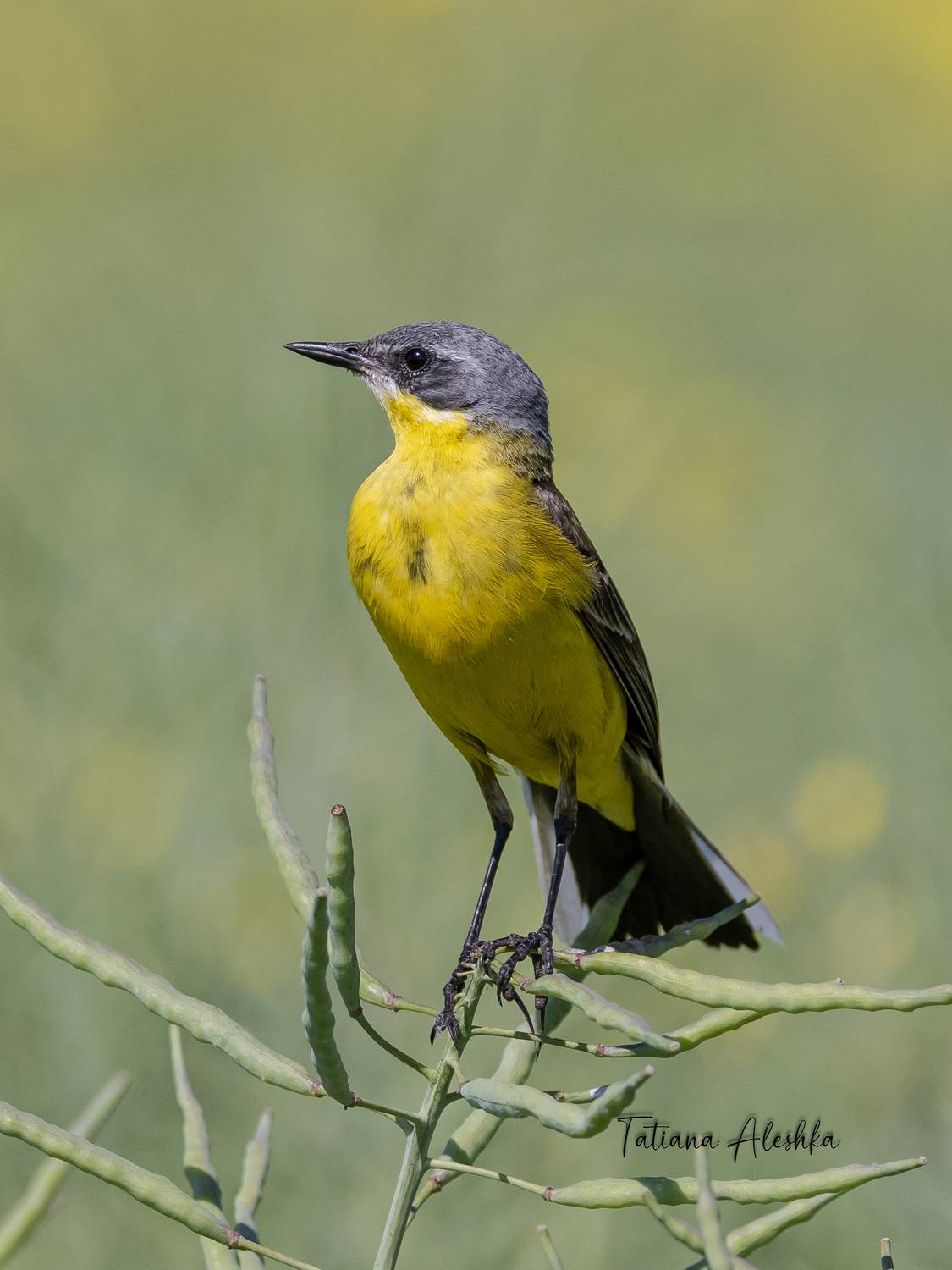 Желтая трясогузка (Motacilla flava). Автор: Алешка Татьяна птицы, Алешка Татьяна