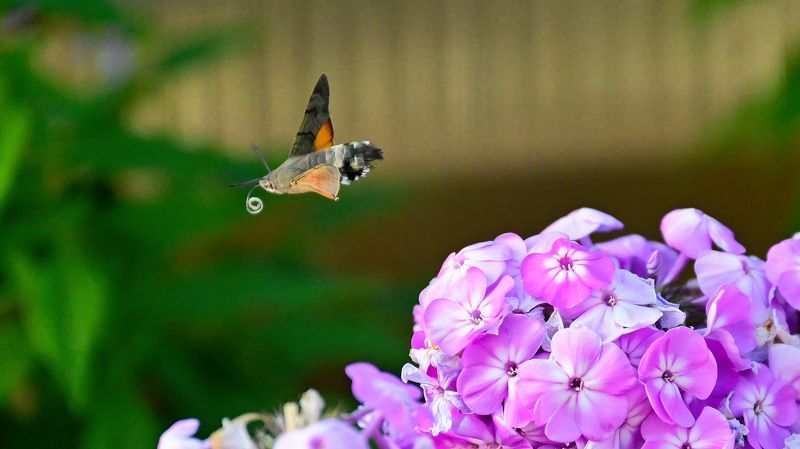 бражник, хоботник, языкан, бабочки, hornworm, macroglossum, moth Языкан обыкновенныйphoto preview