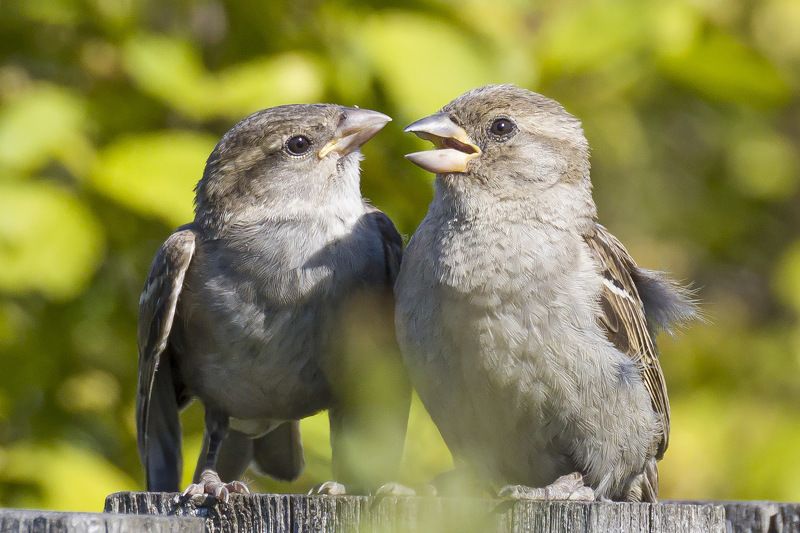 О том, о сём...photo preview