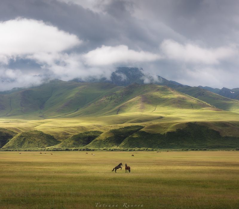 Игривые лошадкиphoto preview