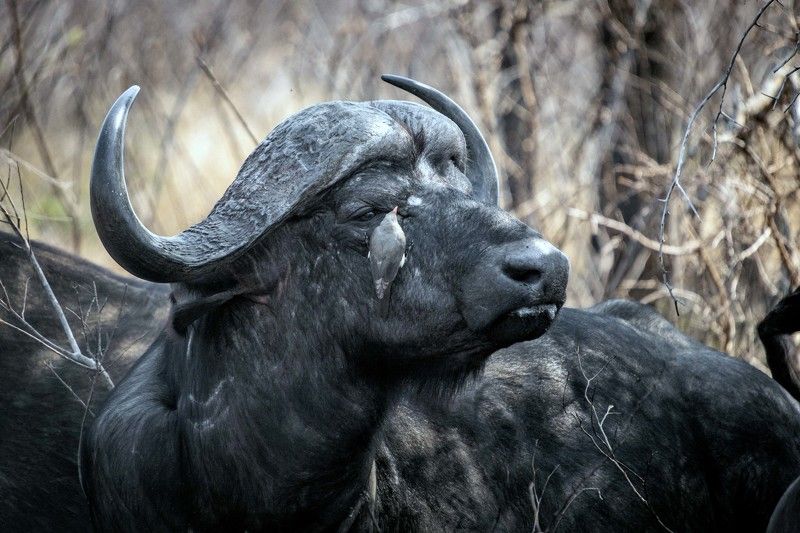 В парке Крюгер. ЮАР фото превью