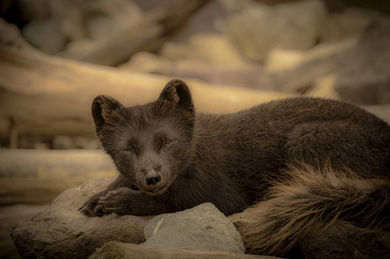 Песец с острова Янкича... Курилы. Автор: Лаврентьев Александр , Лаврентьев Александр