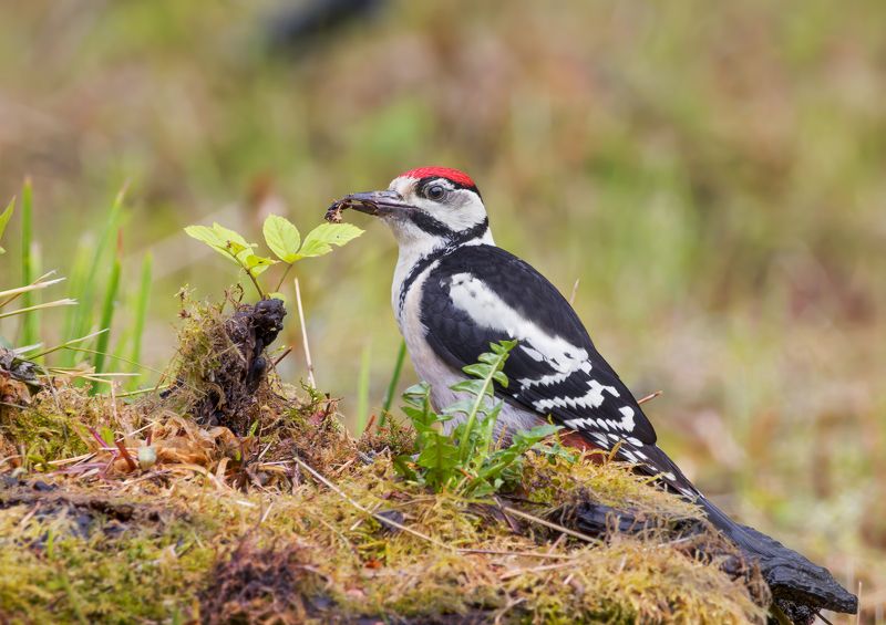 птицы, фотоохота Большой пёстрый дятелphoto preview