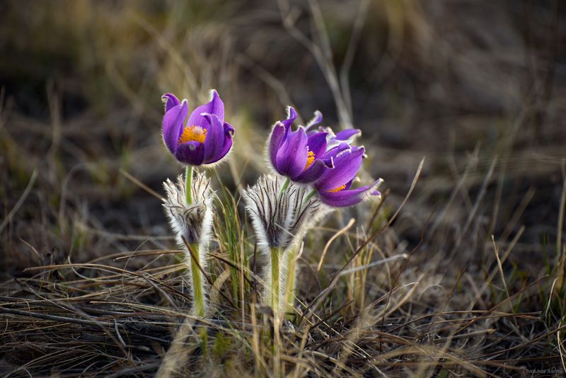 весна, природа, цветы, прострел, сон-трава ***photo preview