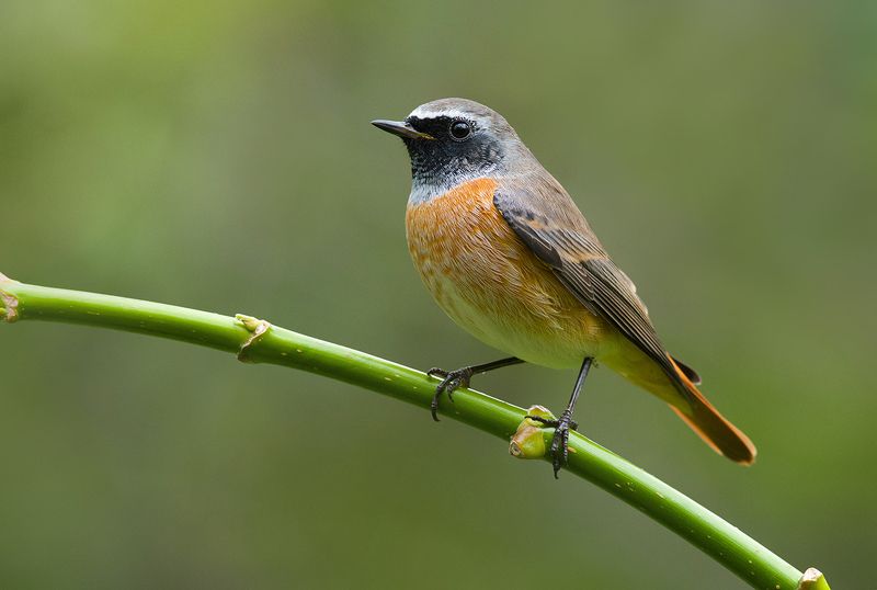 горихвостка,самец,ветка,сентябрь Горихвосткаphoto preview