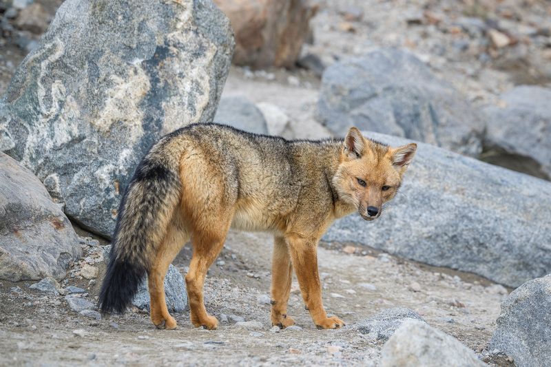 Южноамериканская лисица, аргентинская серая лисица, серый зорро, патагония, аргентина, животные,  Колбаски не найдётся?photo preview