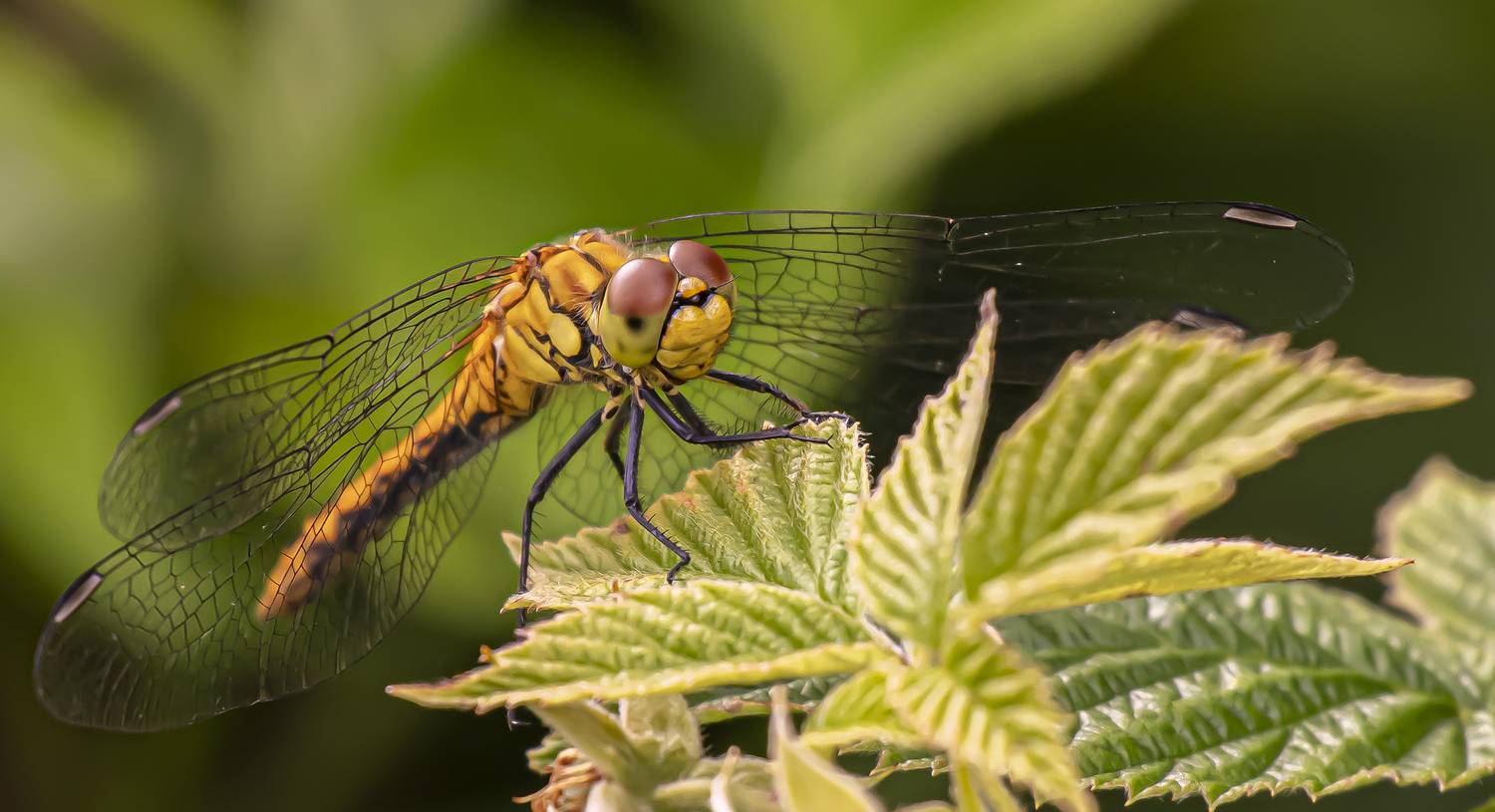 Автор: Бурикова Екатерина , Бурикова Екатерина