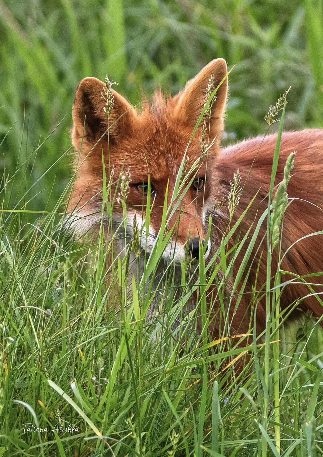 Осторожность.. Автор: Алешка Татьяна , Алешка Татьяна