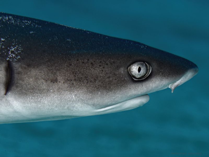 Рифовая.photo preview