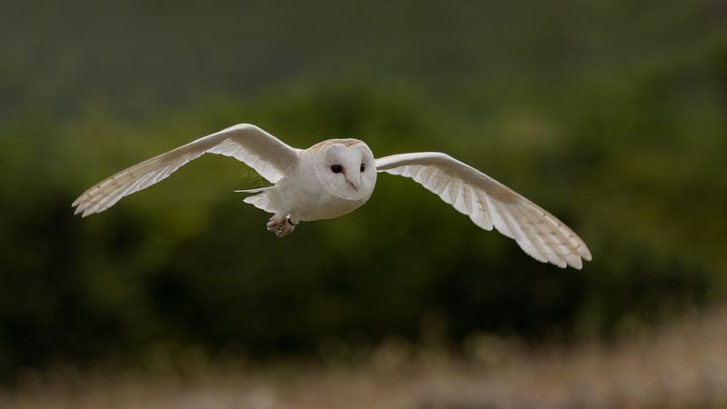 barn owl, owl, nature, wildlife, action, flight, canon Barn Owlphoto preview