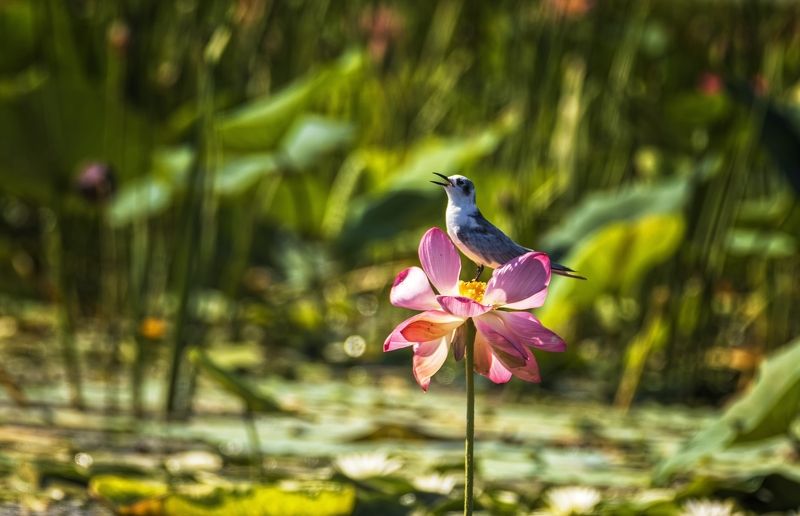 белощекая крачка, цветок лотоса Пою о том, какая я красивая,photo preview