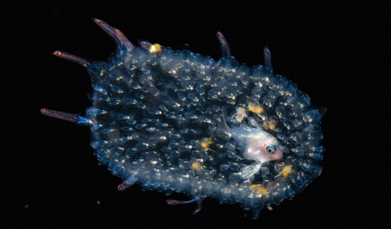 Blackwater dive photo preview