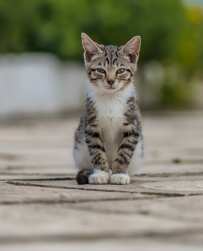 кот ,москва Котэphoto preview