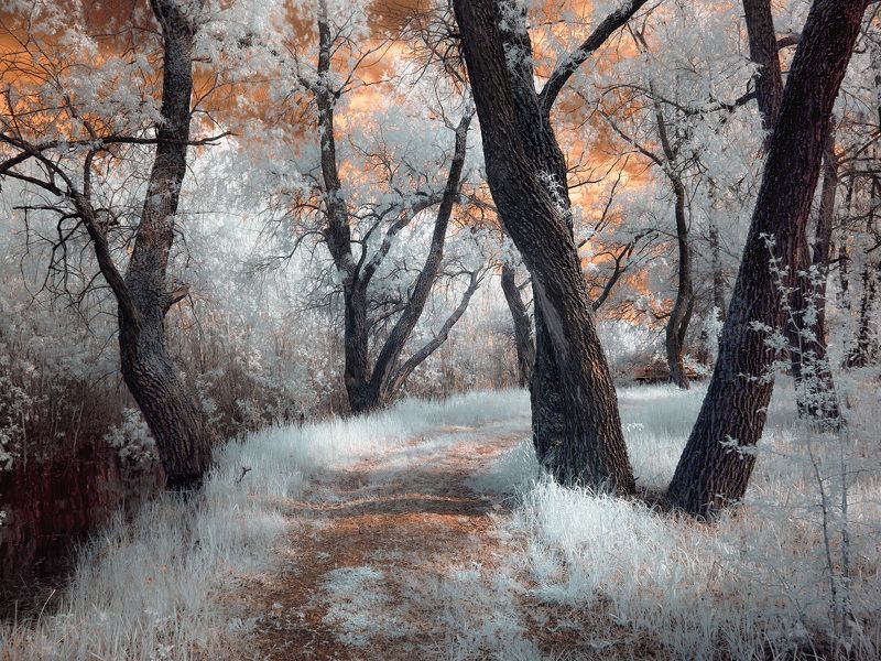 инфракрасная фотография, ивы, лето, дорожка, тени, листва Ивы в голубом. фото превью