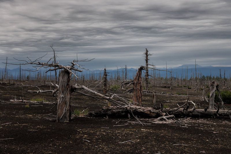 камчатка, мертвый лес, Камчатка. Мертвый лес фото превью