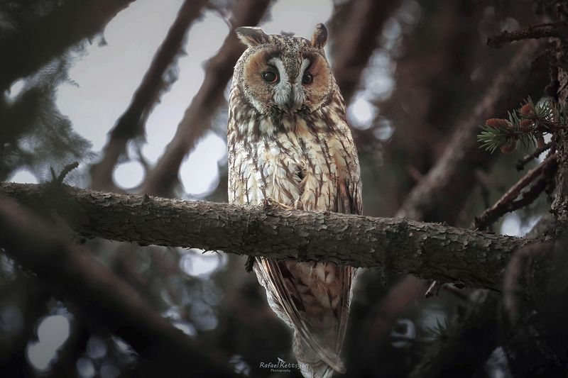 #owls, #wildlife, #animals, #birds, #совы Ушастая сова / Long eared owlphoto preview