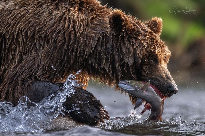 медведи,камчатка,медведь,медвежата С рыбалки... фото превью