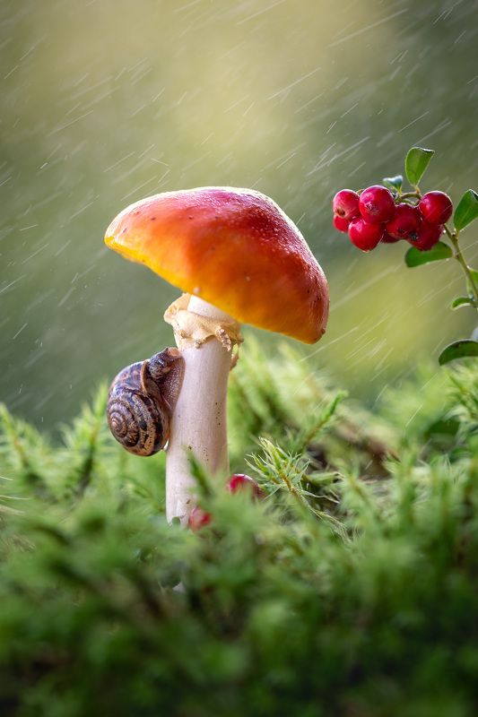 Укрывшись от дождяphoto preview