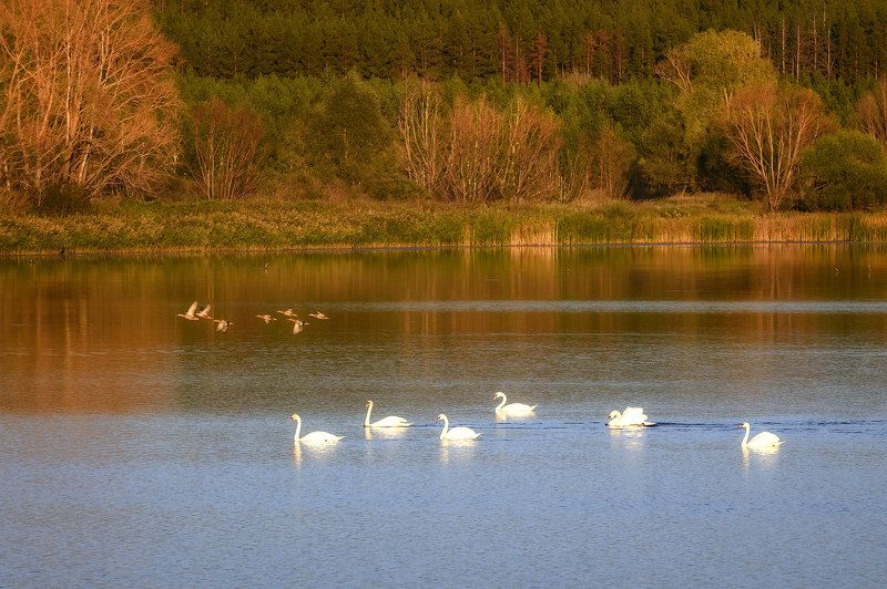 осень сентябрь озеро лебеди На озере... фото превью