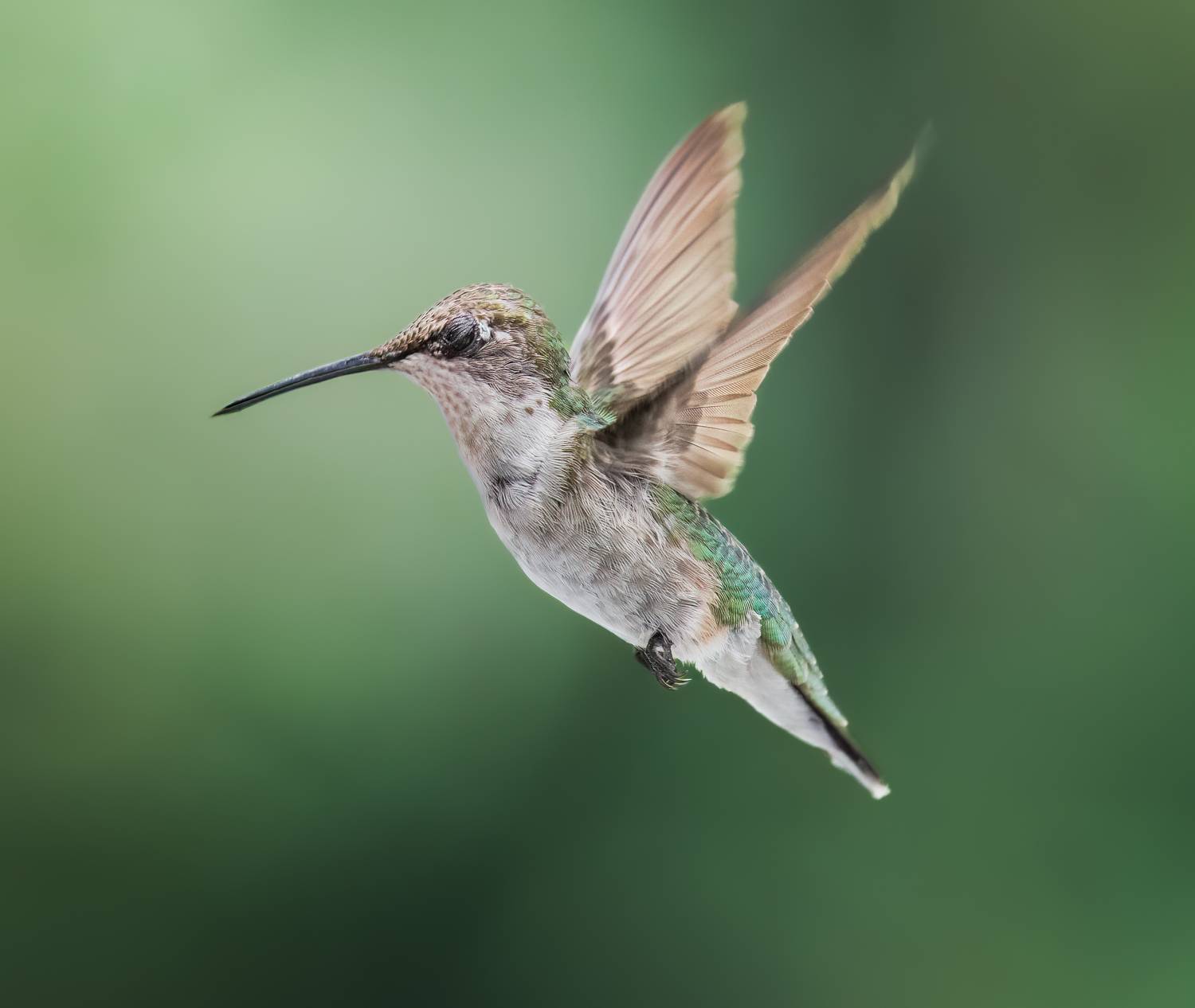 Om. Автор: Atul Saluja bird, humming, hummingbird, hummingbirds, hummer, rufous, nature, animals, wild, action, dynamic, Atul Saluja