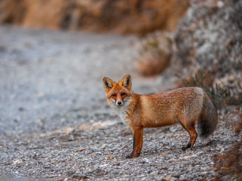 лиса,крым,russia ,crimea ,новыйсвет Лиса Алисаphoto preview