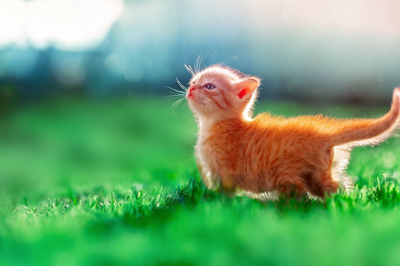 рыжий котёнок cats pets sunday summerday nature red kitty Умывает Красно Солнышко лапки  тёплые в росеphoto preview