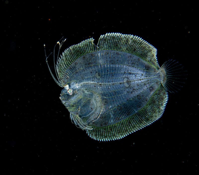 #mluwphotography  Blackwater dive photo preview