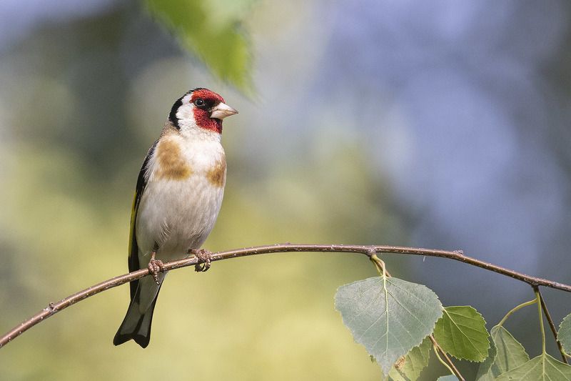 Птицы, Подмосковье ***photo preview