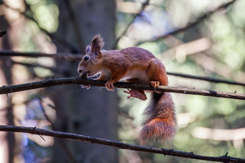 белка photo preview