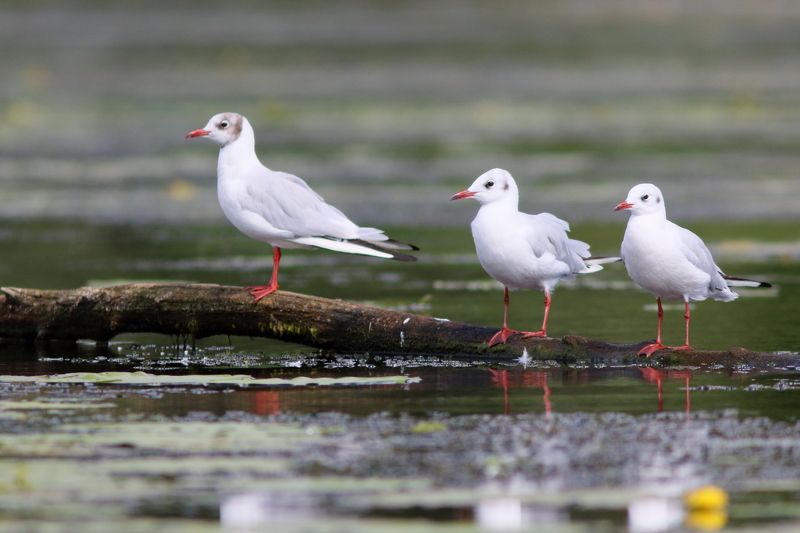 природа, животные, птицы, анималистика, фотоохота, речной пейзаж, чайки, чайка озерная Три мушкетёраphoto preview
