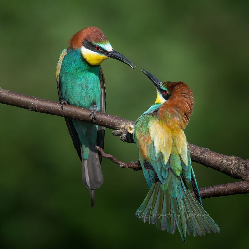 щурки Командовать парадом буду я!photo preview