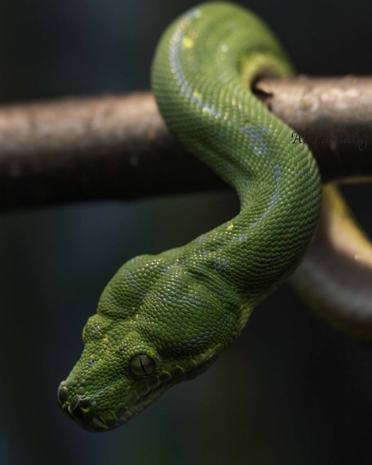 Snake- Green tree python. Автор: Ali Pashang , Ali Pashang