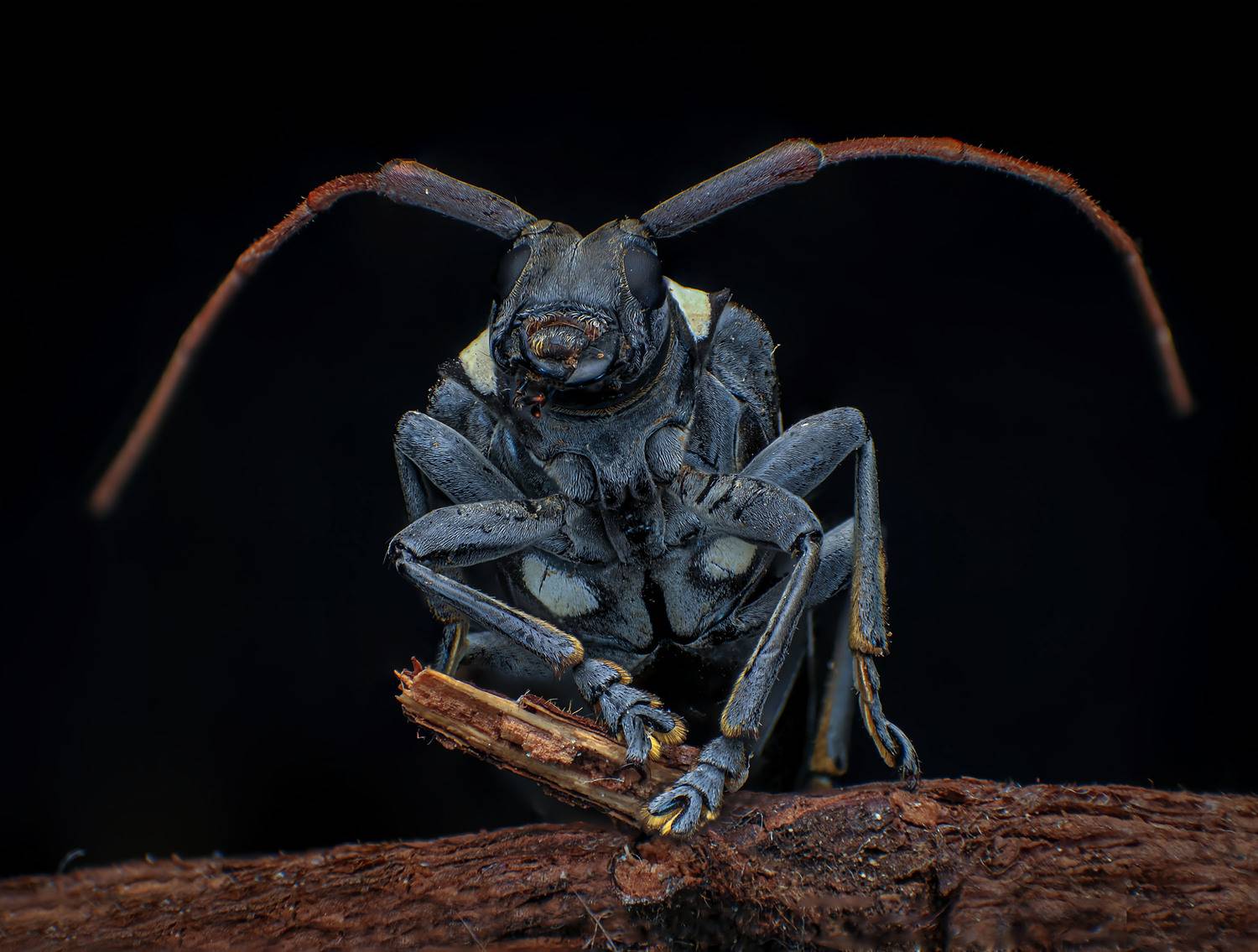 Longhorn Beetle. Автор: Celis Norman macro, insect, Celis Norman