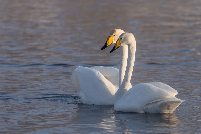 алтайский край, лебеди, нежность Двоеphoto preview