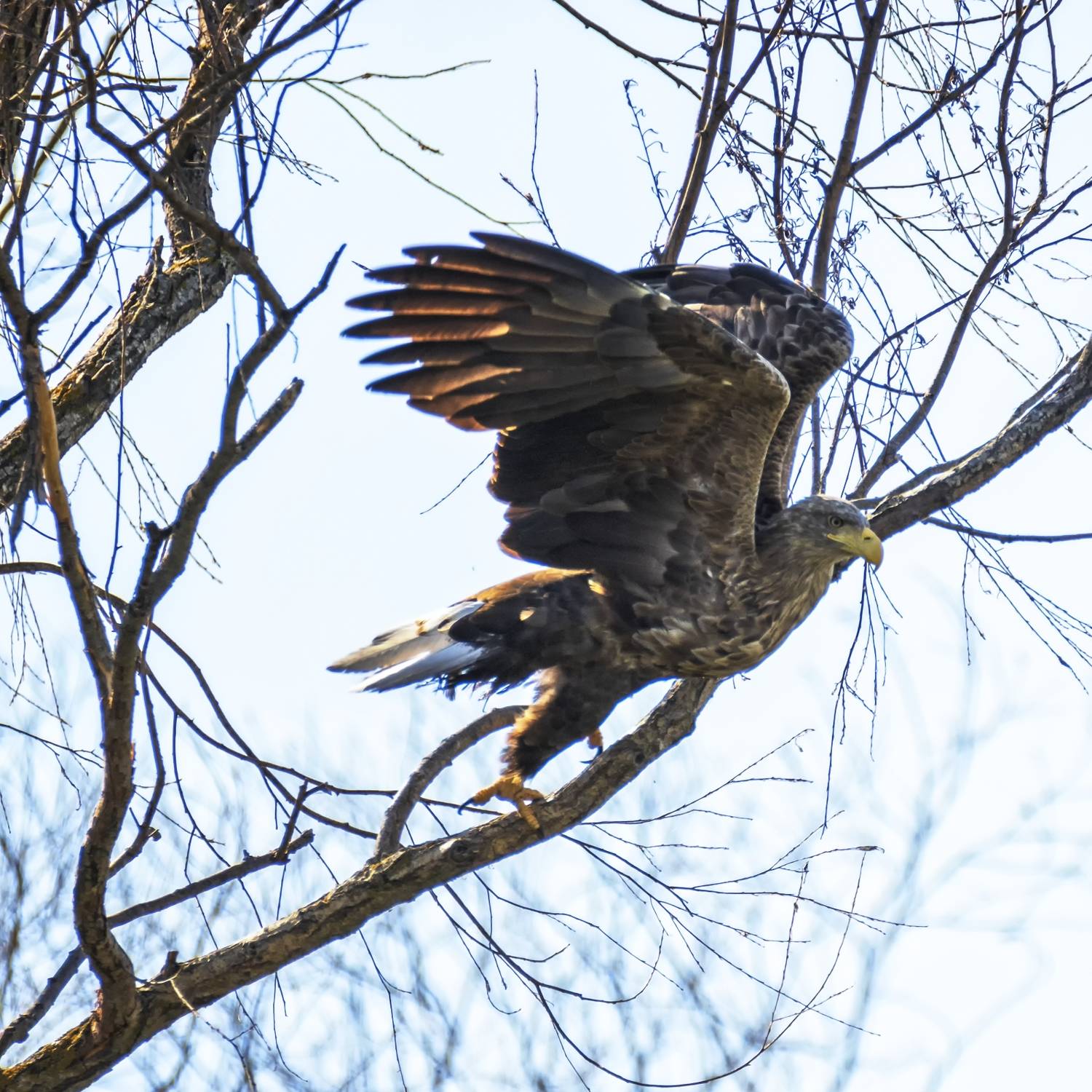 , Анатолий Салтыков