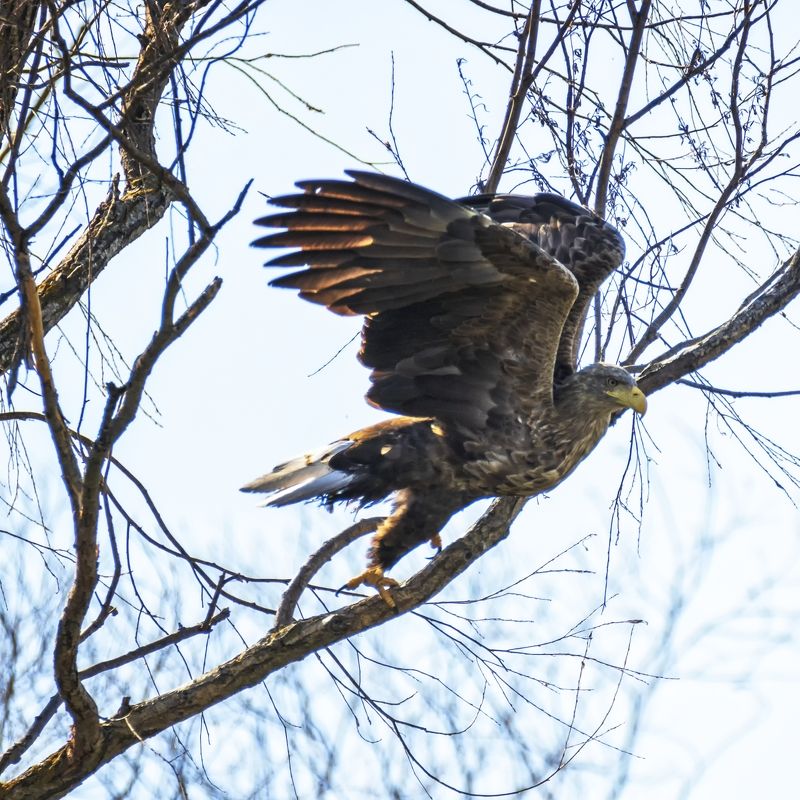 Орлан на взлете.photo preview