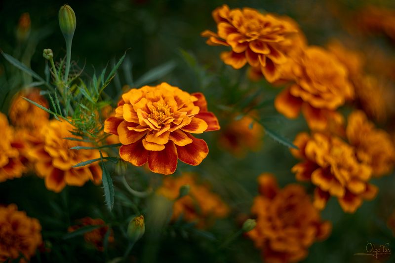 цветение, цветы, бархатцы, осень, сентябрь, helios, гелиос Цветочный вихрьphoto preview